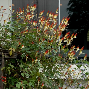 Ipomoea lobata '' (003037)