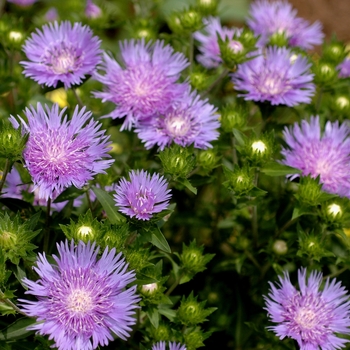 Stokesia 'Peachie's Pick' (003044)