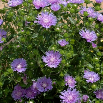 Stokesia 'Peachie's Pick' (003045)