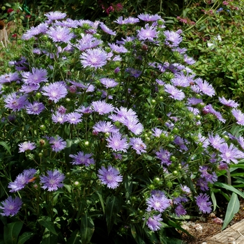 Stokesia 'Peachie's Pick' (003046)