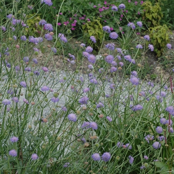 Knautia arvensis '' (003063)