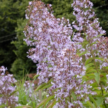 Lactuca virosa '' (003068)