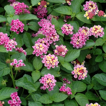 Lantana camara Bandana® 'Pink' (003069)