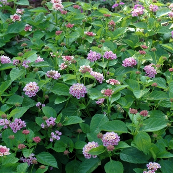 Lantana camara Bandana® 'Pink' (003070)