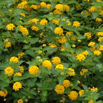 Lantana camara Landmark™ 'Gold' (003072)