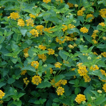 Lantana camara Landmark™ 'Gold' (003073)