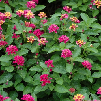 Lantana camara Bandana® 'Cherry' (003074)