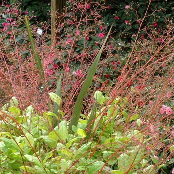 Talinum paniculatum 'Kingswood Gold' (003077)