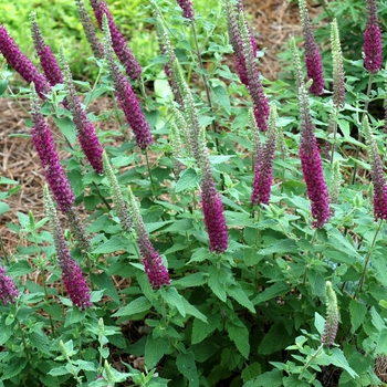 Teucrium chamaedrys '' (003082)