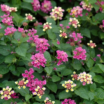 Lantana camara Bloomify™ 'Rose' (003086)