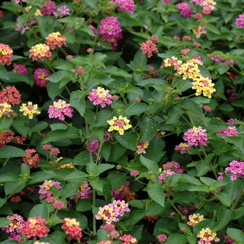 Lantana camara Landmark™ 'Rose Glow' (003087)