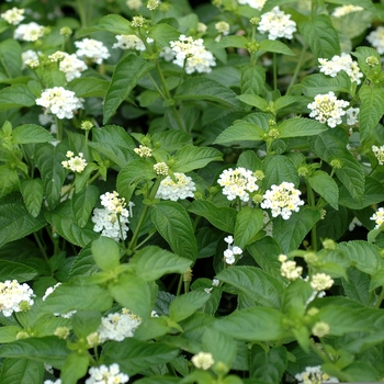 Lantana camara Landmark™ 'White Improved' (003088)