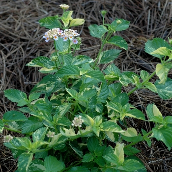 Lantana camara 'Greg Grant' (003090)