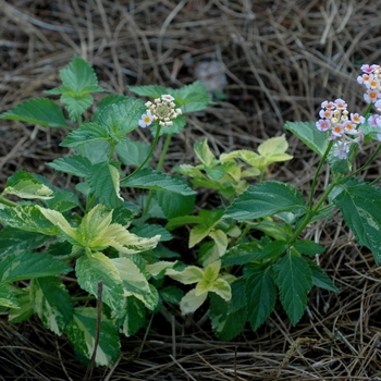 Lantana camara 'Greg Grant' (003092)