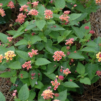 Lantana camara Lucky™ 'Peach' (003093)