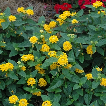 Lantana camara Lucky™ 'Pot of Gold' (003094)