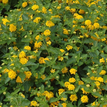 Lantana camara Lucky™ 'Pot of Gold' (003095)