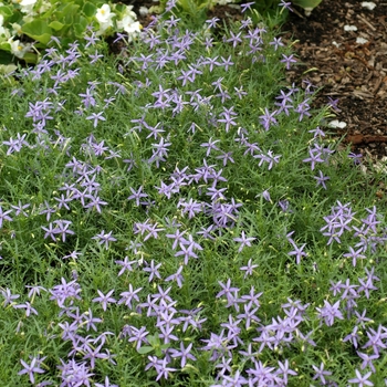 Isotoma axillaris 'Blue Stars' (003100)