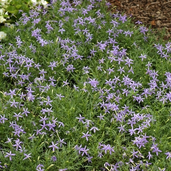 Isotoma axillaris 'Blue Stars' (003101)