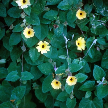 Thunbergia alata Sunny™ 'Lemon Star' (003108)