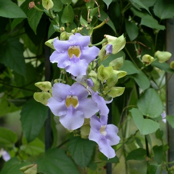 Thunbergia grandiflora 'Variegata' (003111)