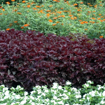 Tithonia rotundifolia 'Sundance' (003114)