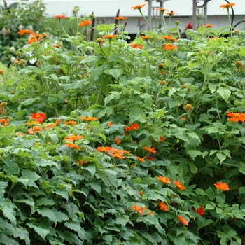 Tithonia rotundifolia 'Fiesta del Sol' (003115)