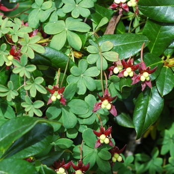 Tropaeolum speciosum '' (003118)