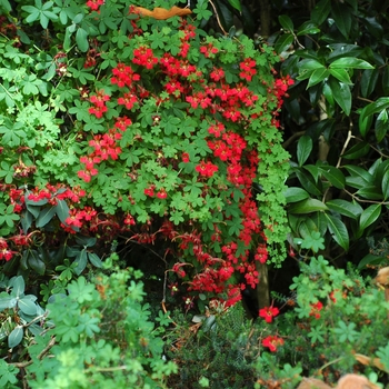 Tropaeolum speciosum '' (003119)