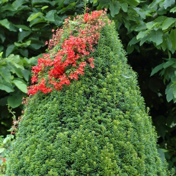 Tropaeolum speciosum '' (003120)