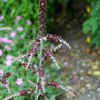 Veratrum nigrum '' (003126)