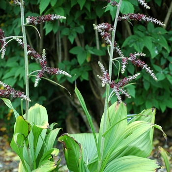 Veratrum nigrum '' (003127)