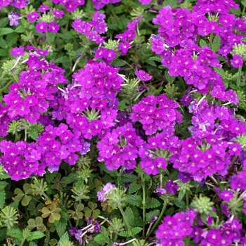 Verbena Lanai® '' (003130)