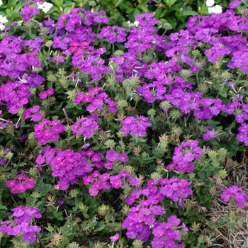 Verbena Lanai® '' (003131)