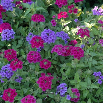 Verbena Superbena® 'Dark Blue' (003137)