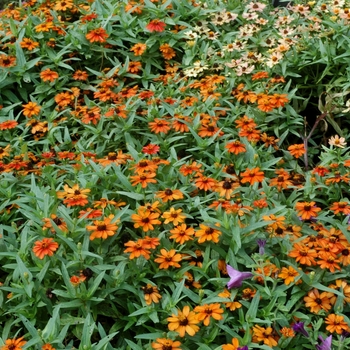 Zinnia Profusion 'Orange' (003140)