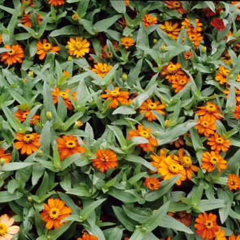 Zinnia Profusion 'Orange' (003141)