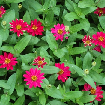 Zinnia Profusion '' (003142)