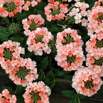 Verbena Lanai® 'Peach' (003145)