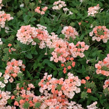 Verbena Lanai® 'Peach' (003146)