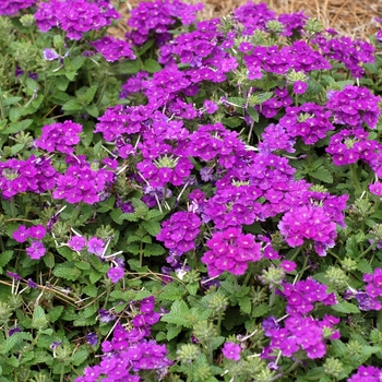 Verbena Lanai® '' (003148)