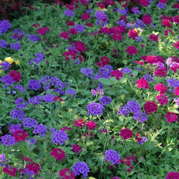 Verbena Superbena® 'Burgundy' (003150)