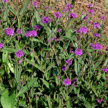 Verbena rigida 'Santos' (003161)