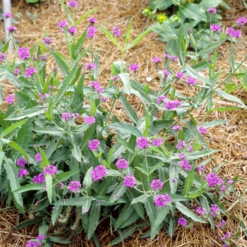 Verbena rigida 'Santos' (003162)