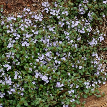 Veronica 'Waterperry Blue' (003163)