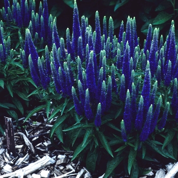 Veronica spicata 'Royal Candles' (003167)