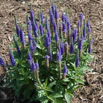 Veronica spicata 'Royal Candles' (003168)