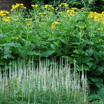 Veronicastrum virginicum 'Album' (003170)