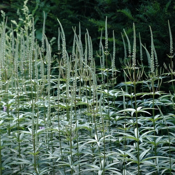 Veronicastrum virginicum 'Album' (003171)