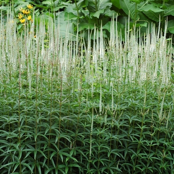 Veronicastrum virginicum 'Album' (003172)